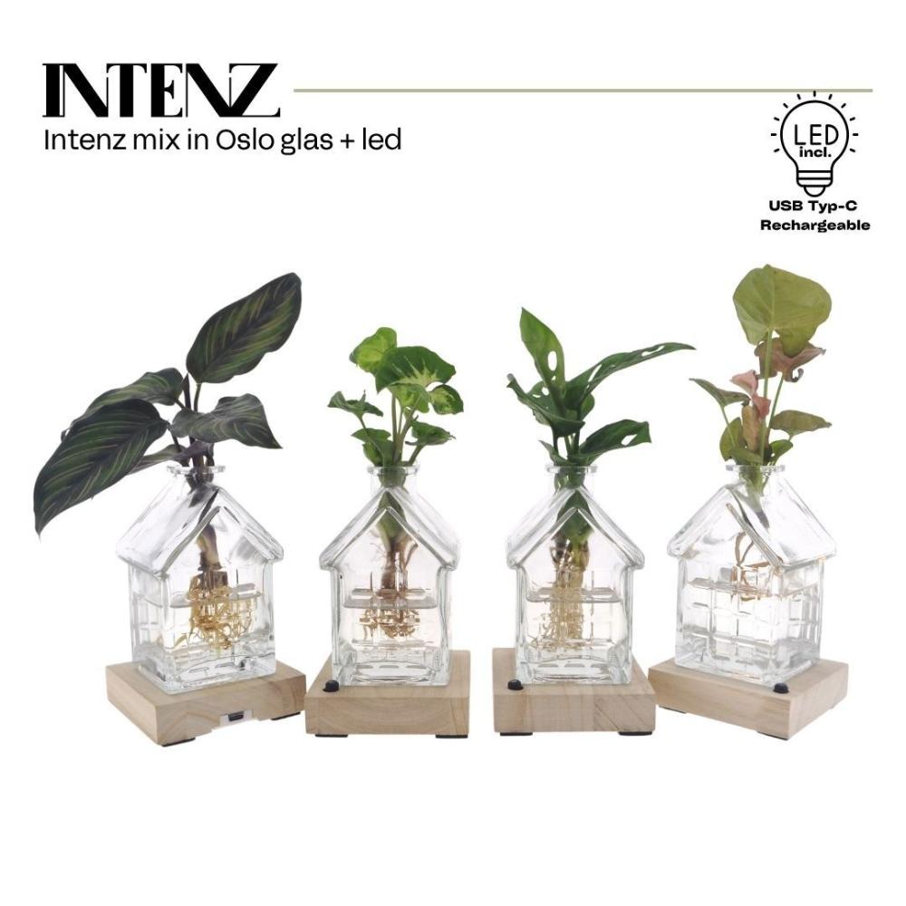 plantes mix