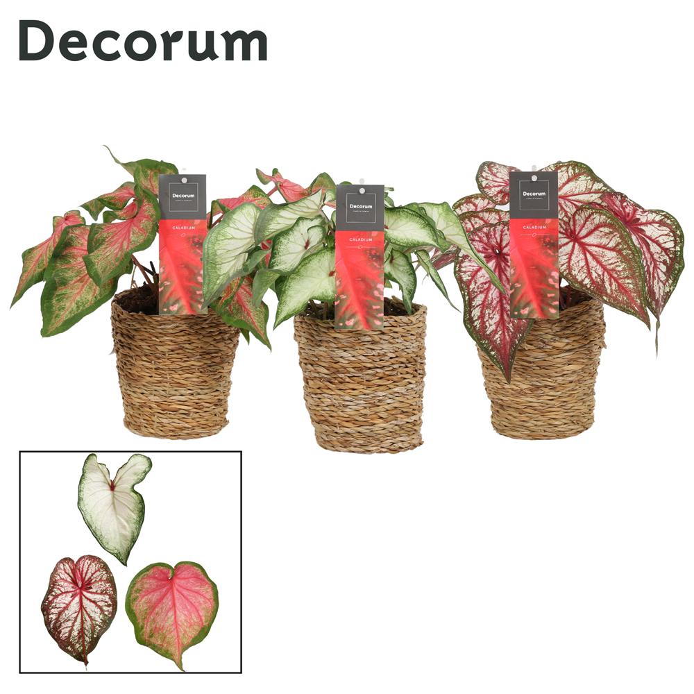 Caladium