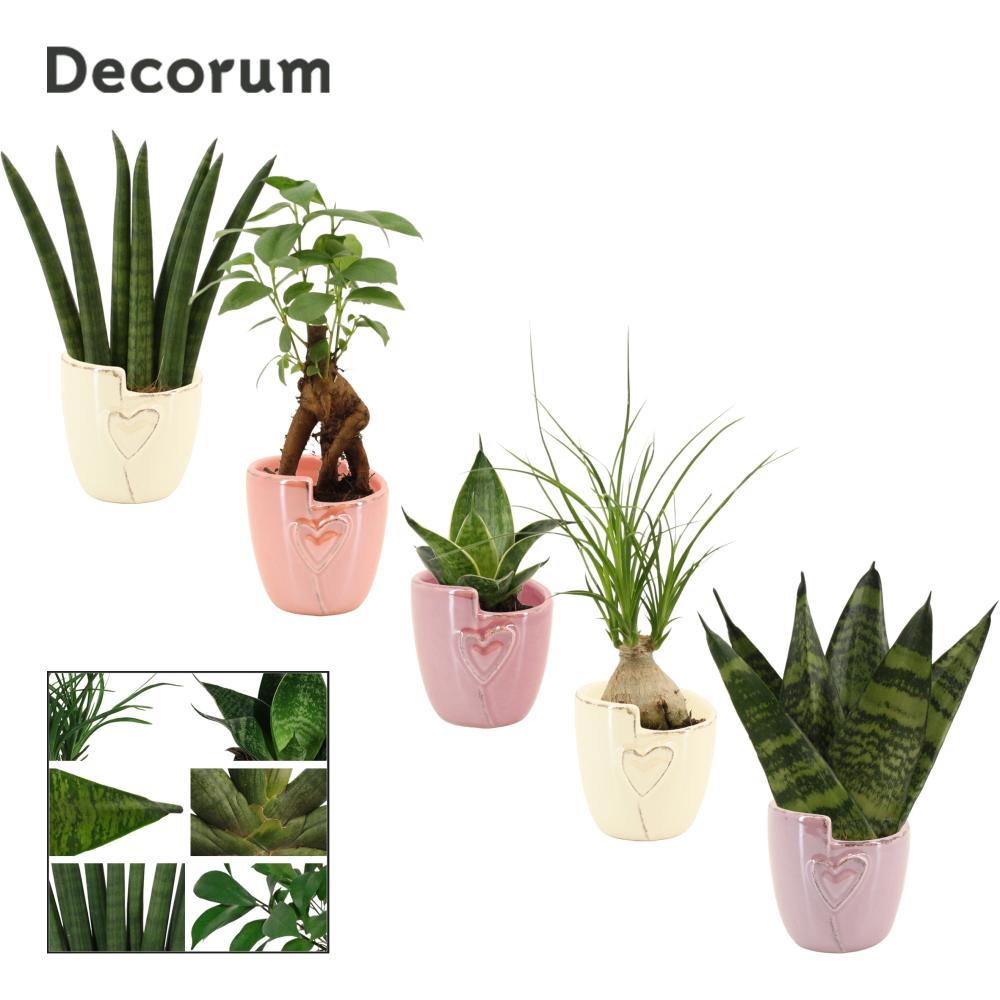 plantes mix