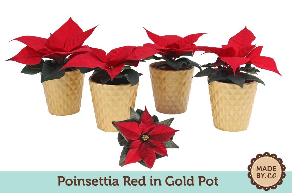 Poinsettia