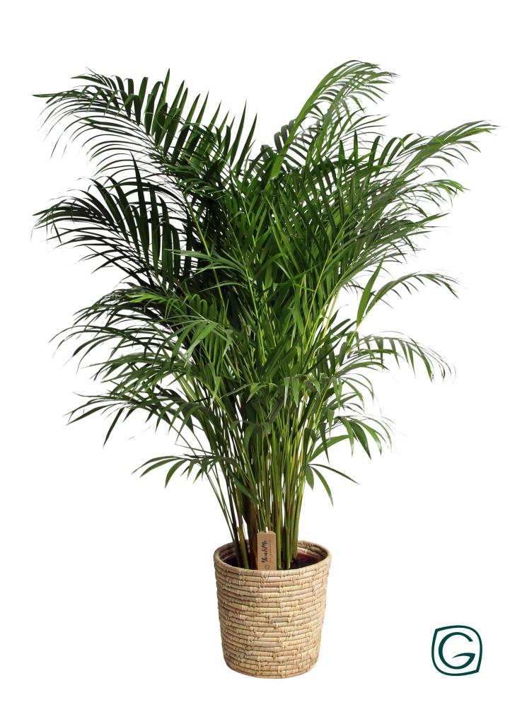 Dypsis-areca