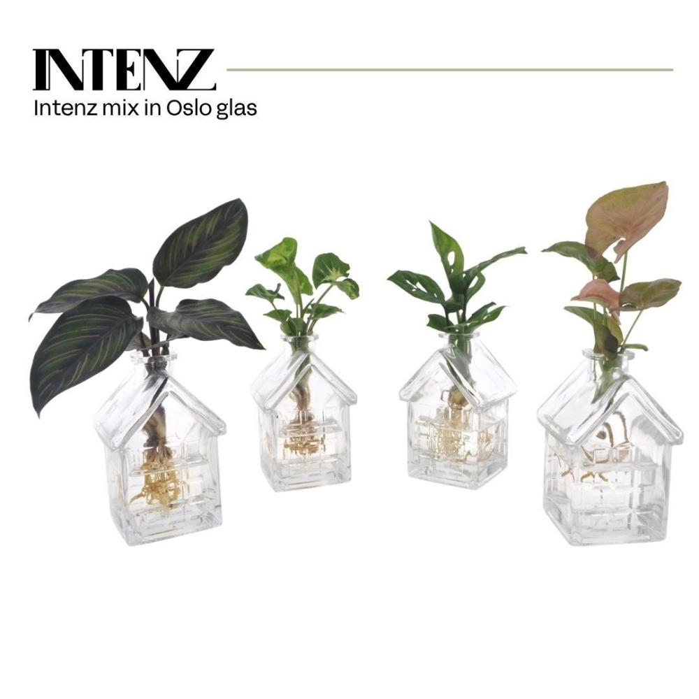 plantes mix