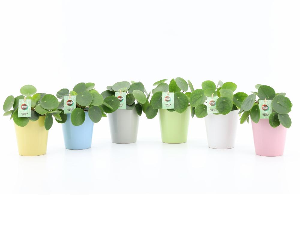 Pilea