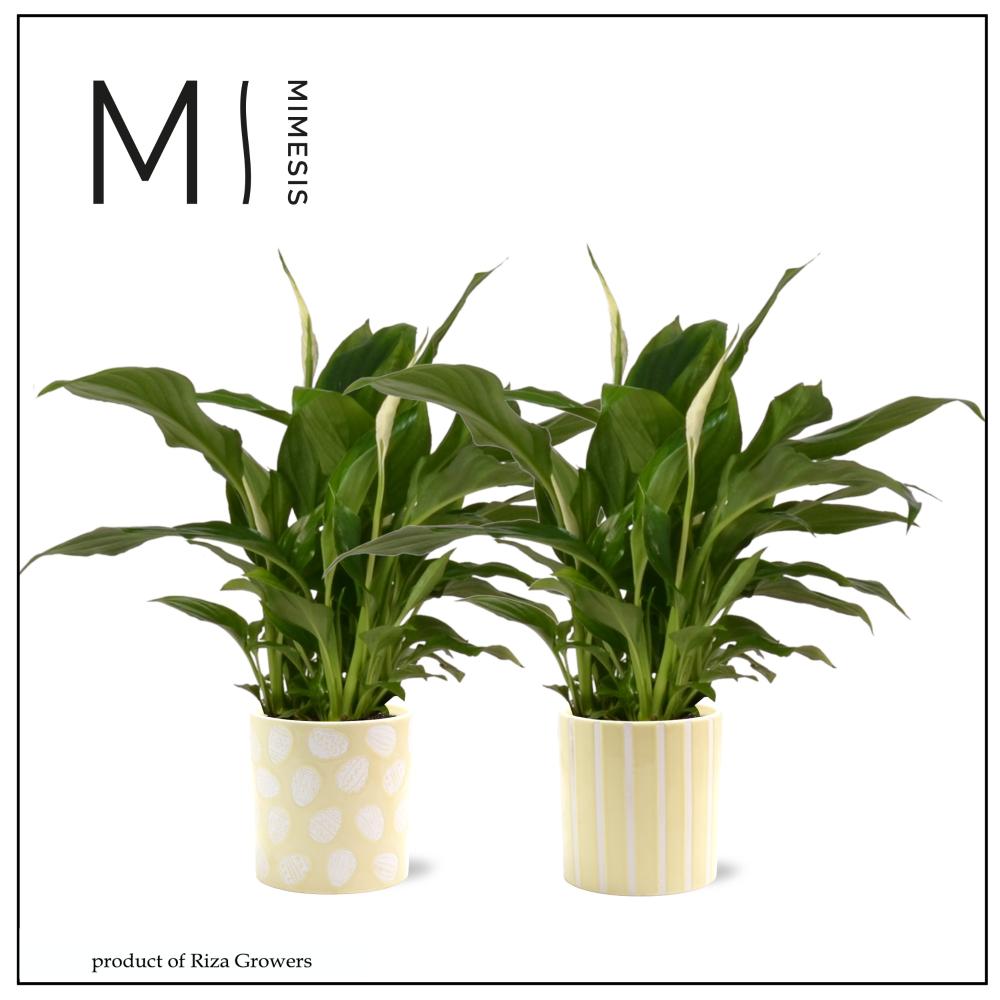 Spathiphyllum