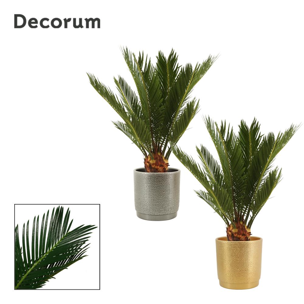 Cycas