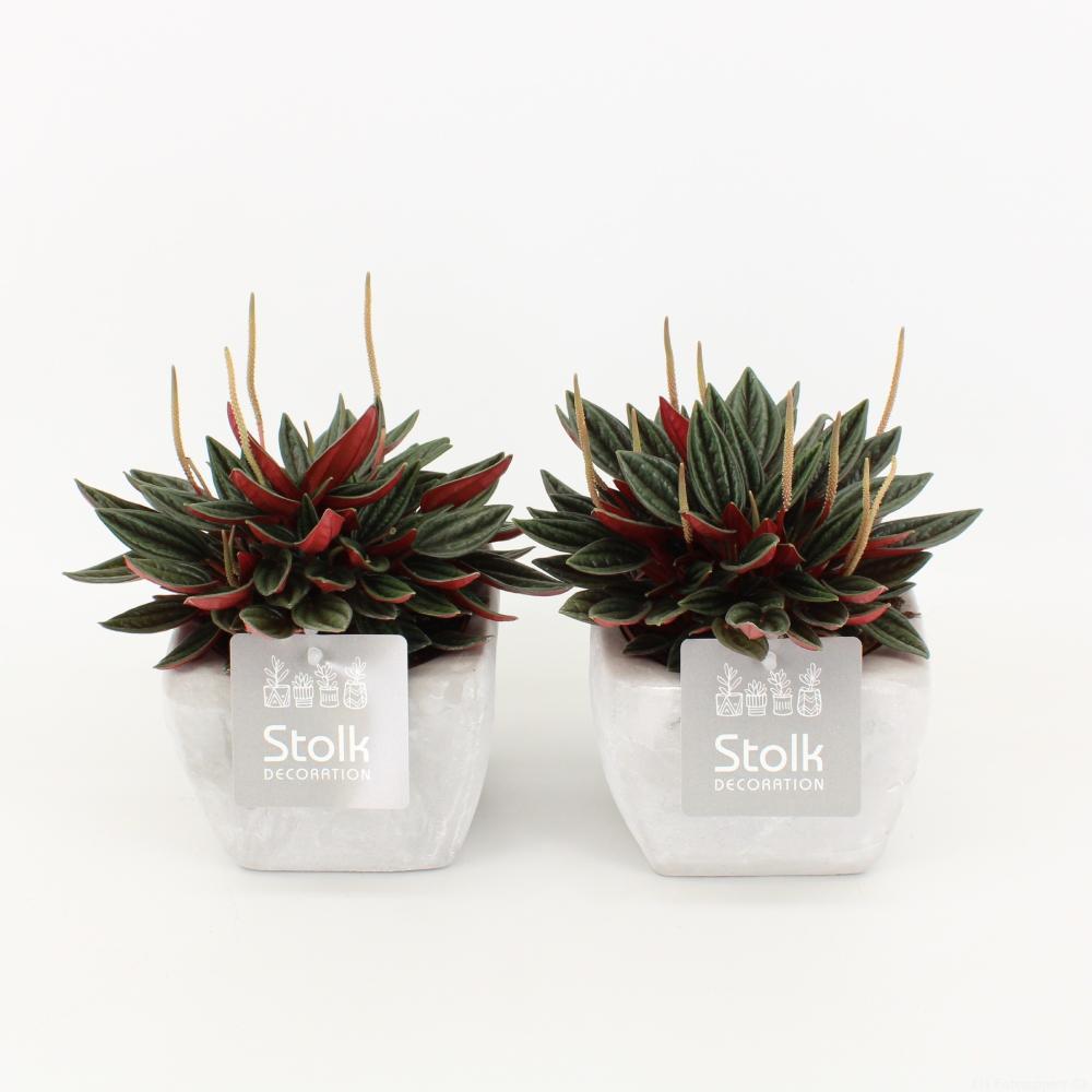 Peperomia