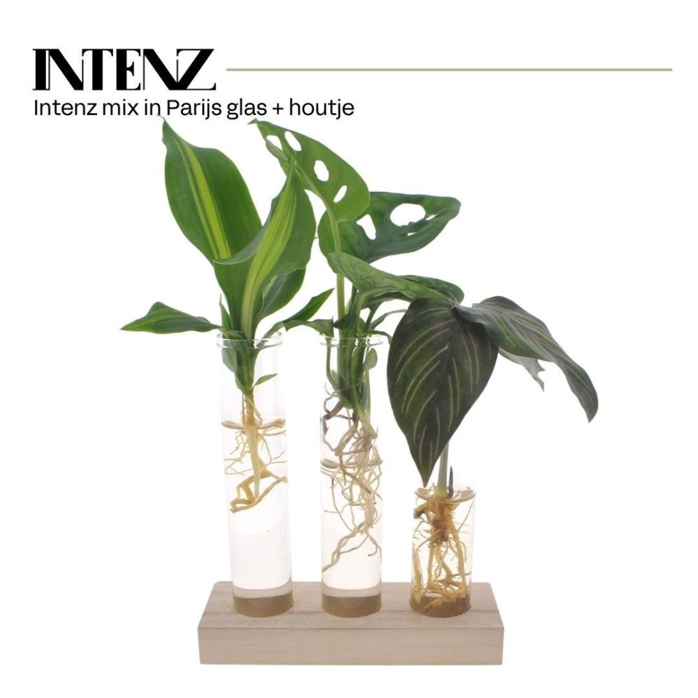 plantes mix
