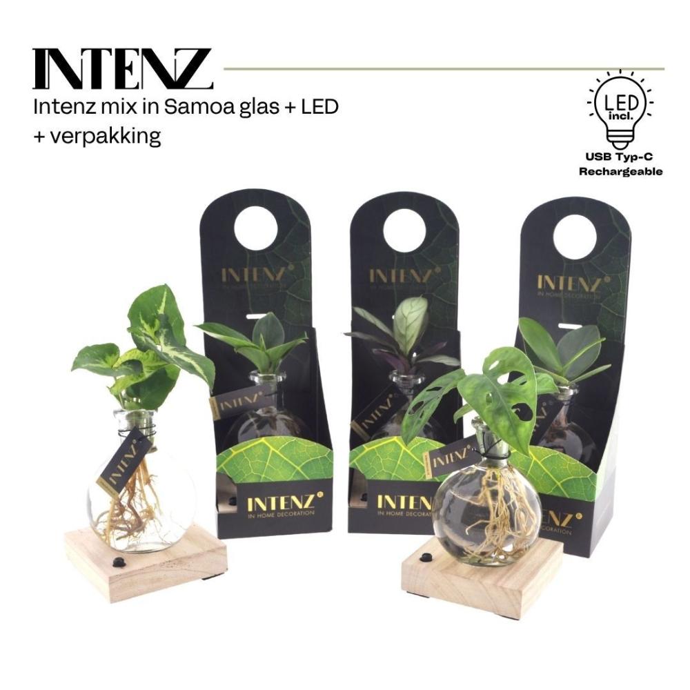 plantes mix