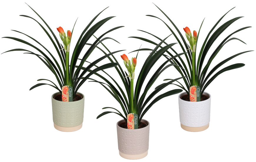 Clivia