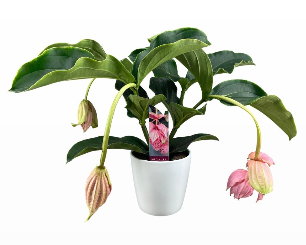 Medinilla