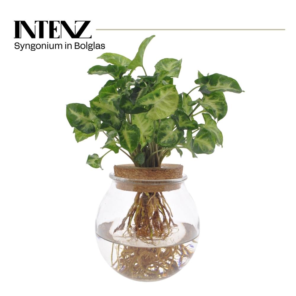 Syngonium