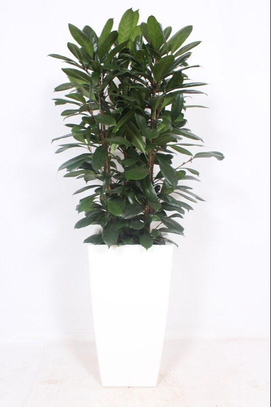 Ficus