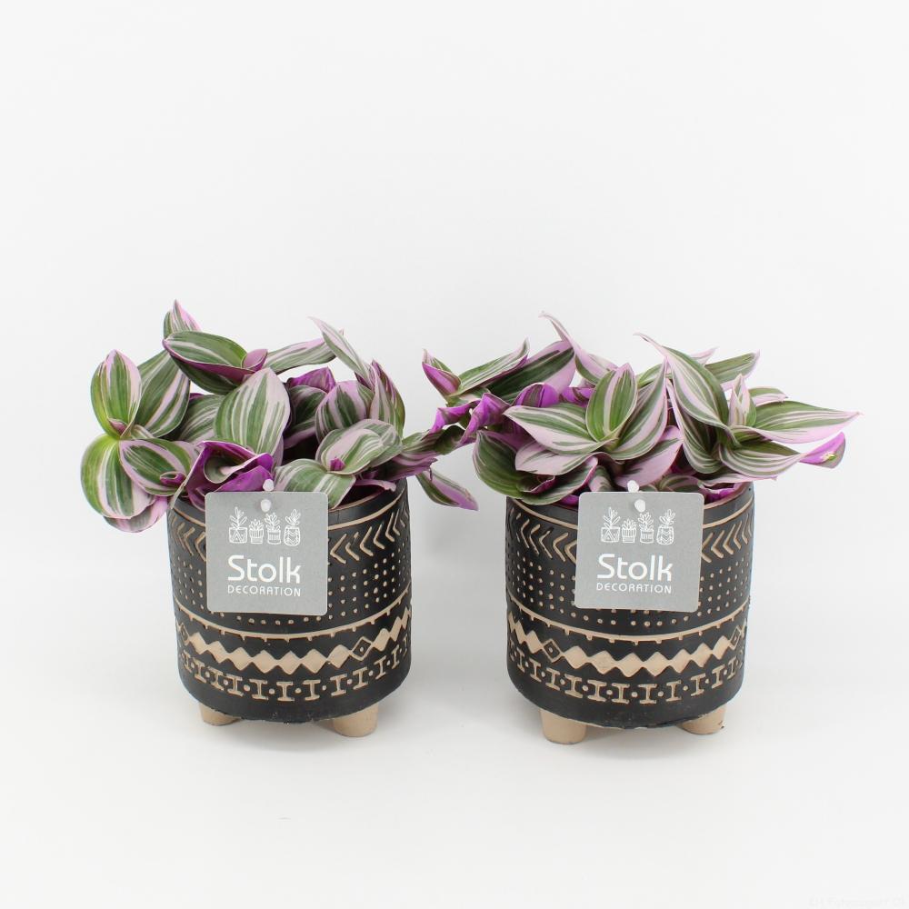 Tradescantia