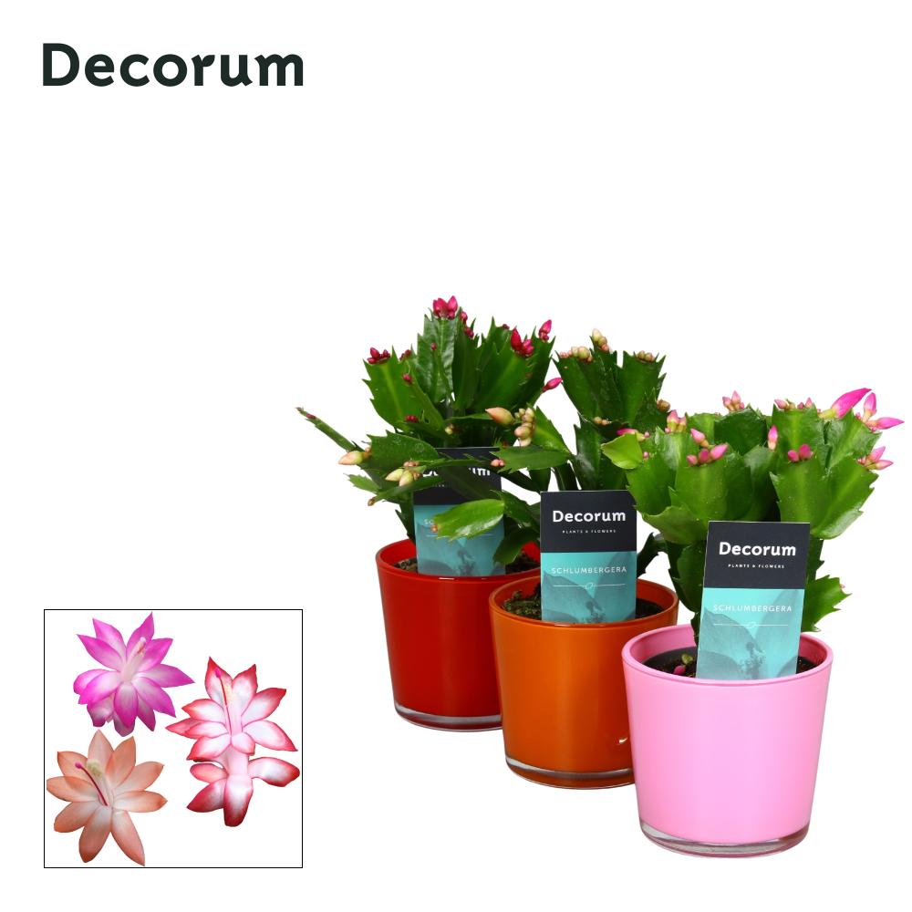 Schlumbergera