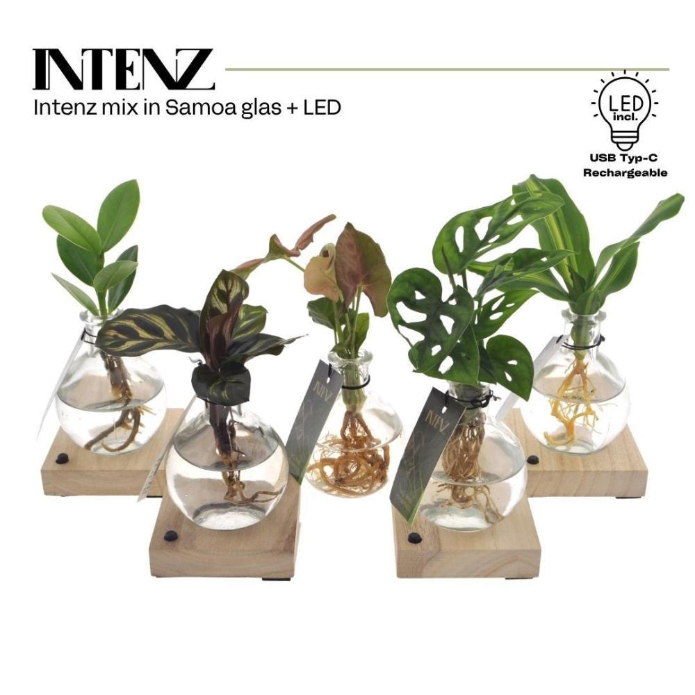 plantes mix