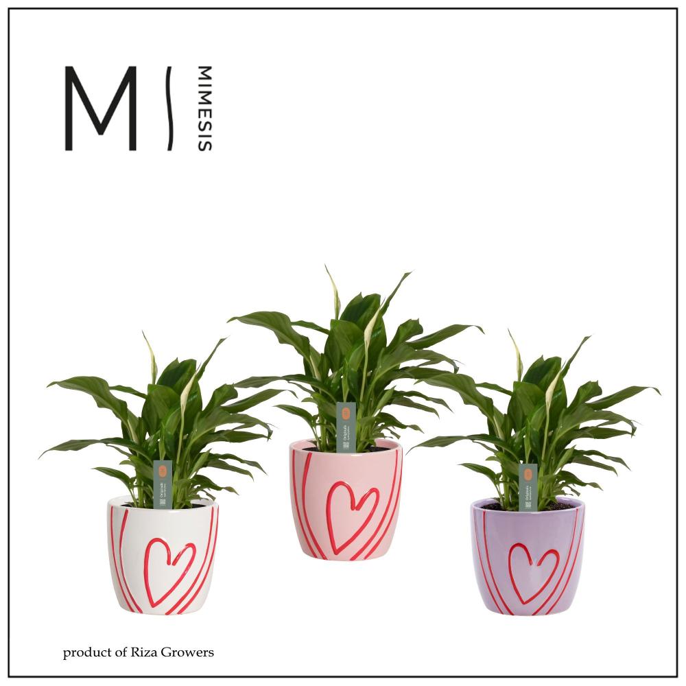 Spathiphyllum