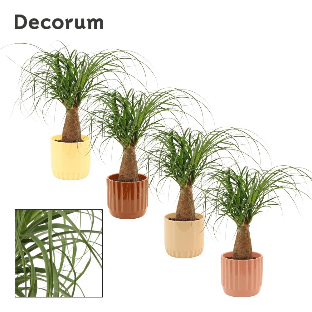 Beaucarnea