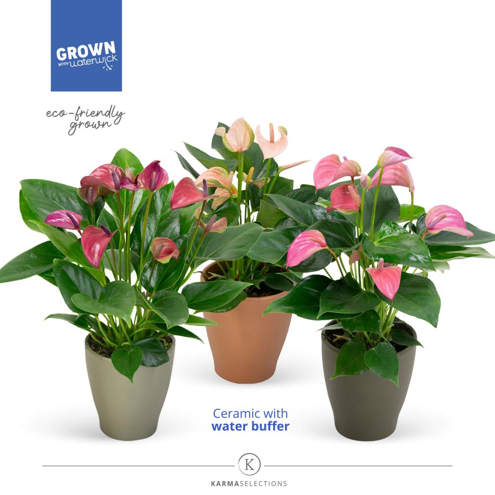 Anthurium