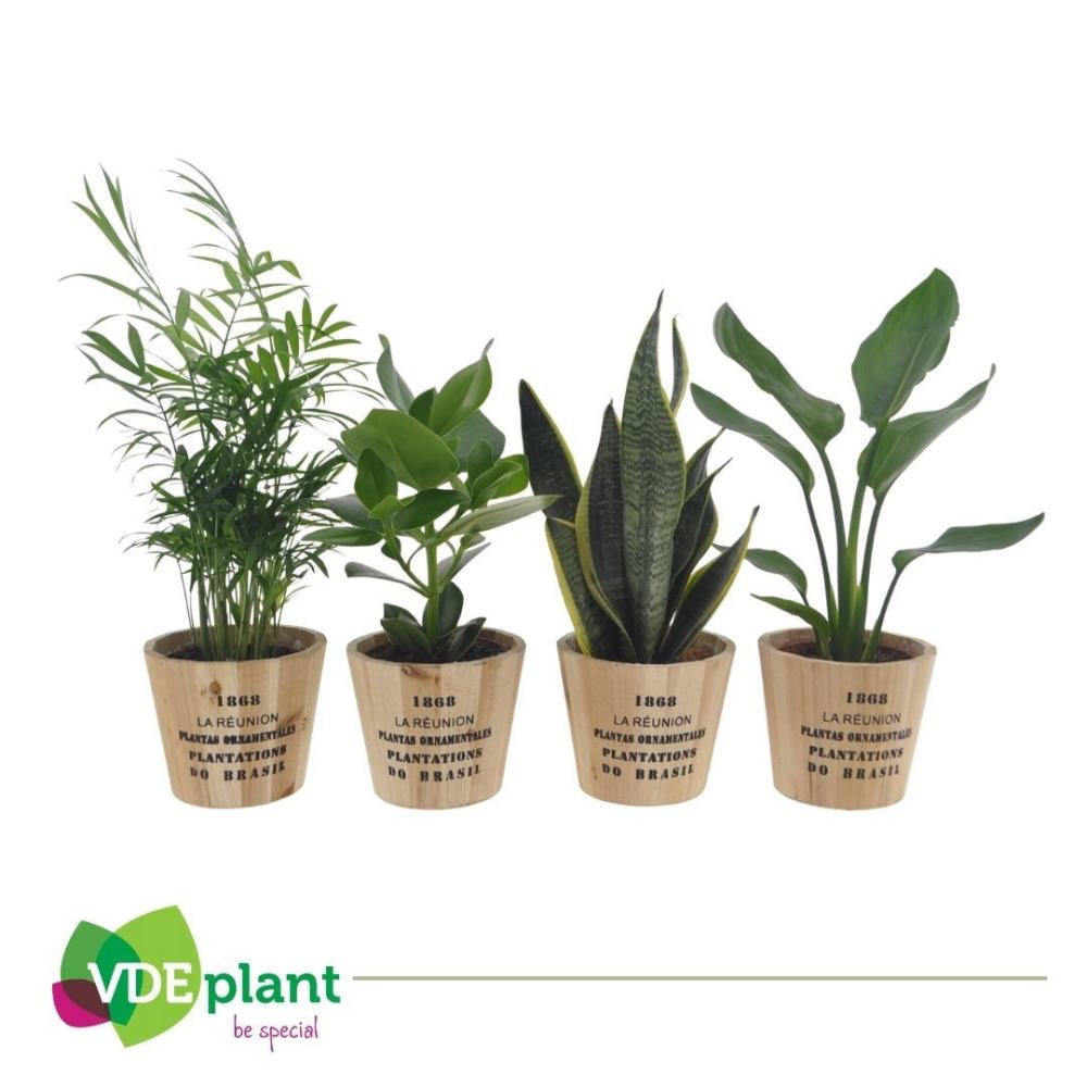 Plantes