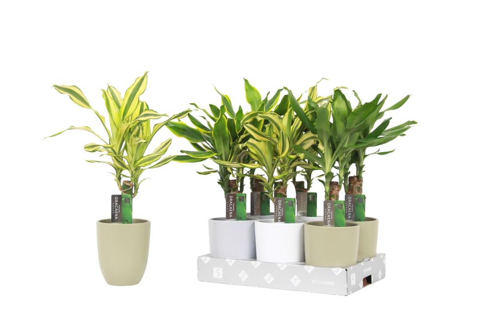 Dracaena