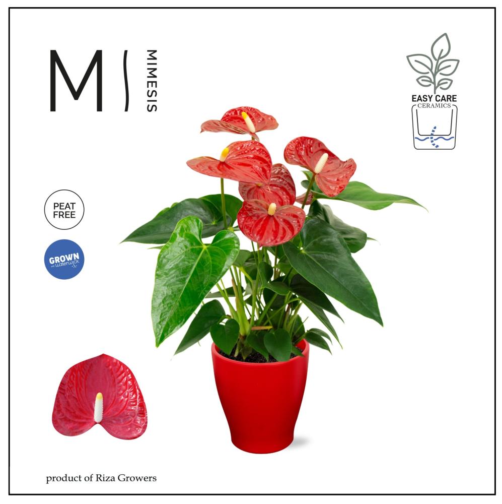 Anthurium