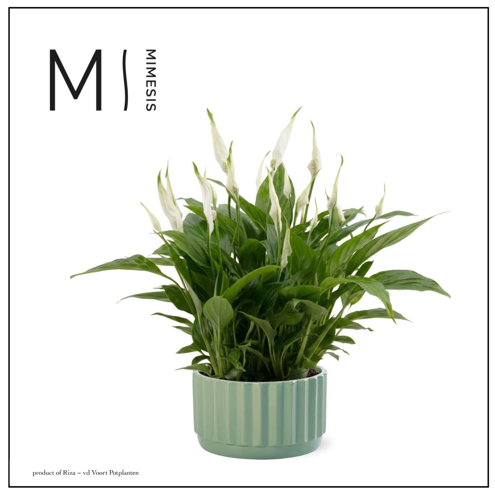 Spathiphyllum