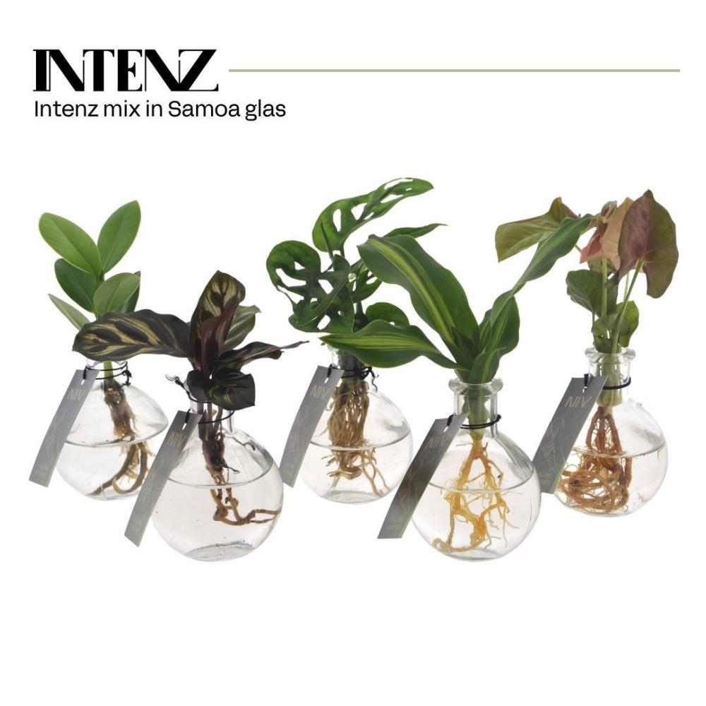 plantes mix