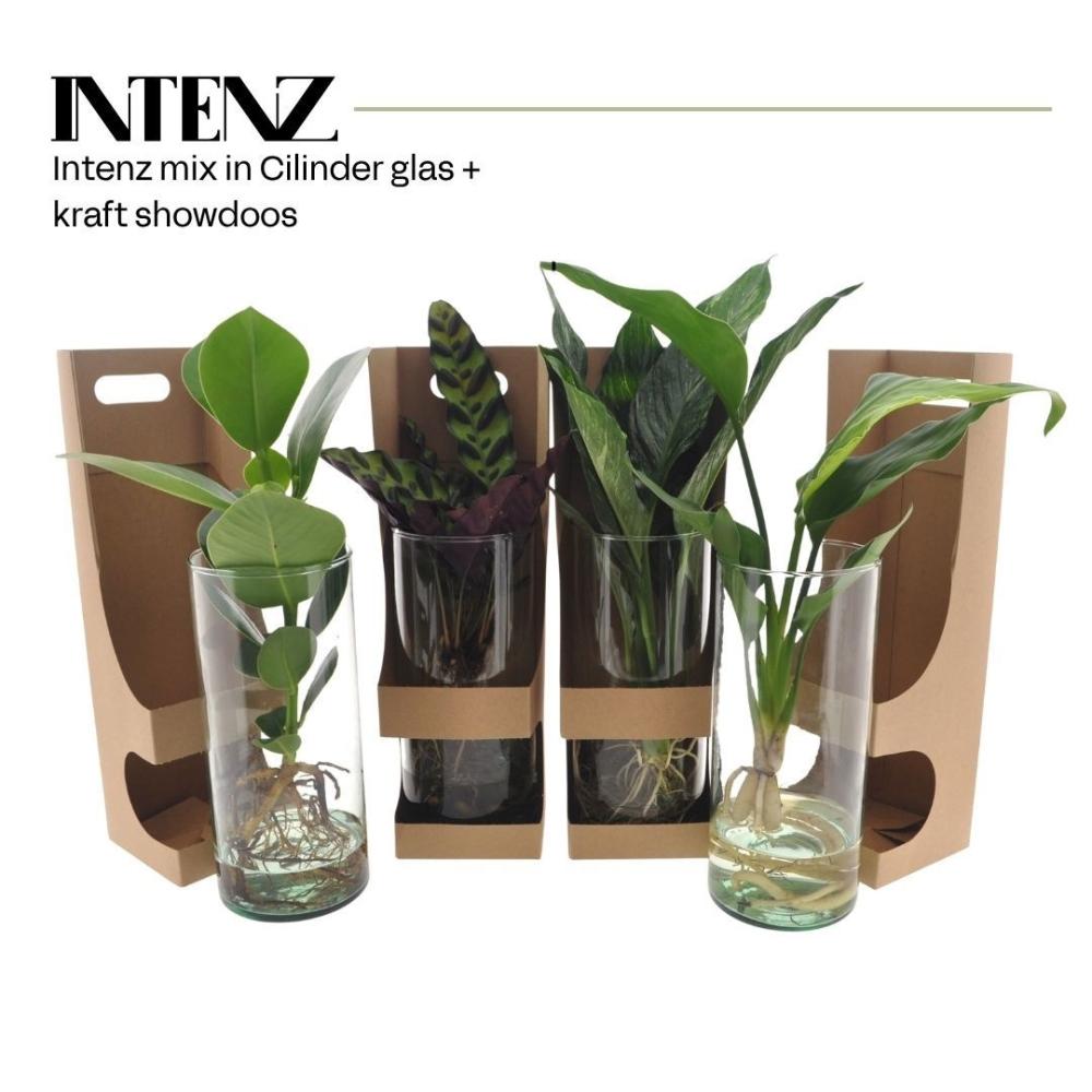 Plantes mix