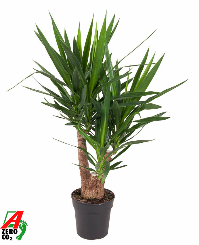 yucca