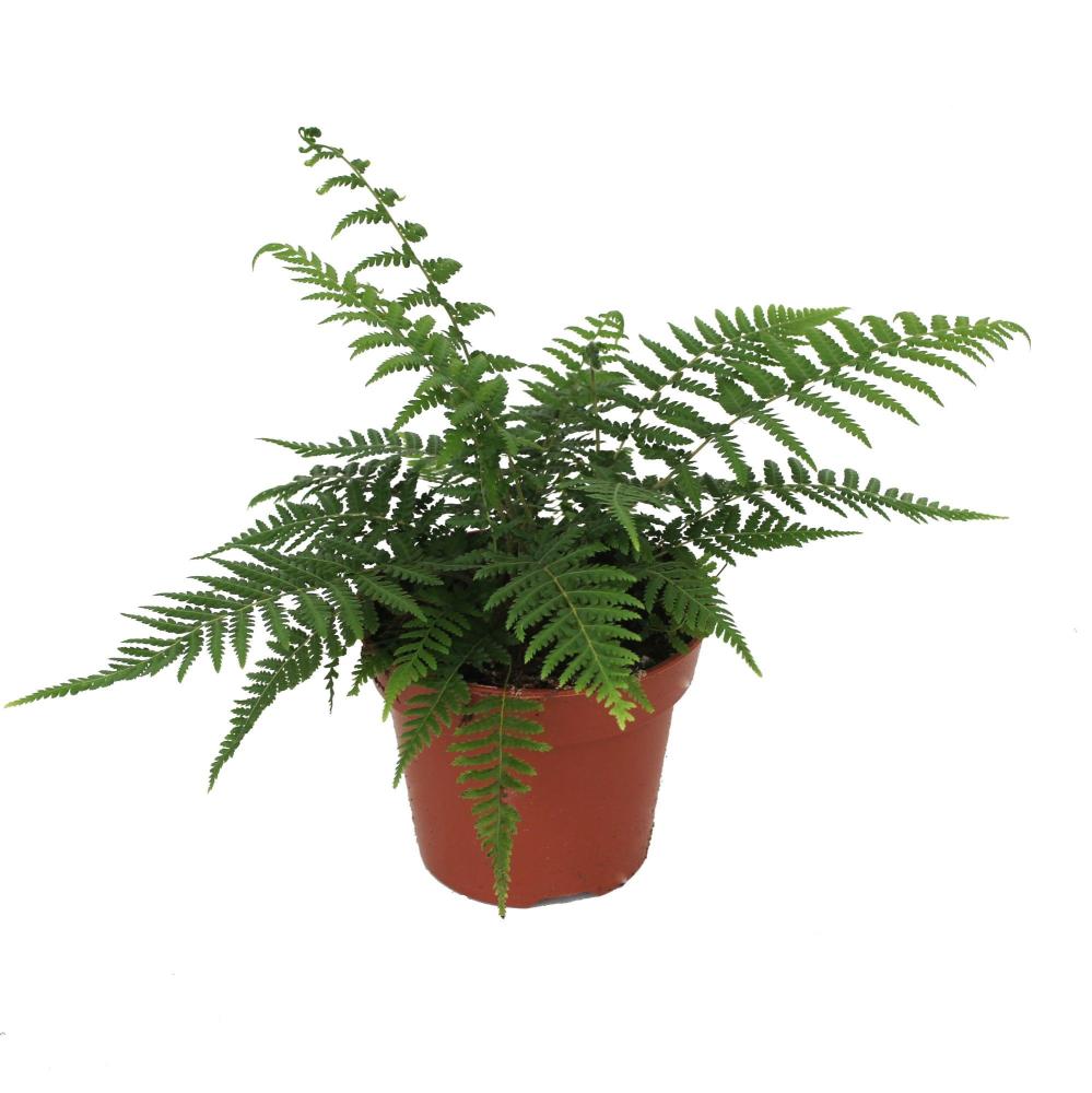 dicksonia