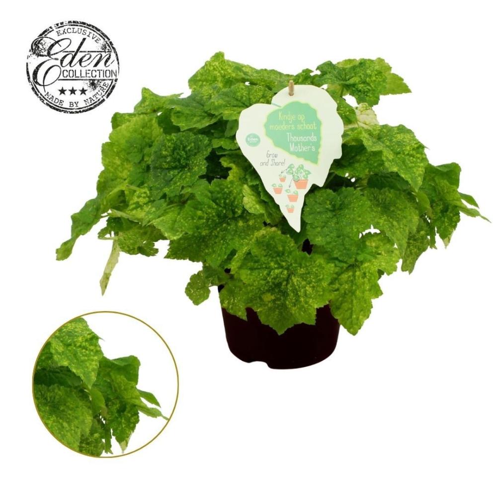 Tolmiea