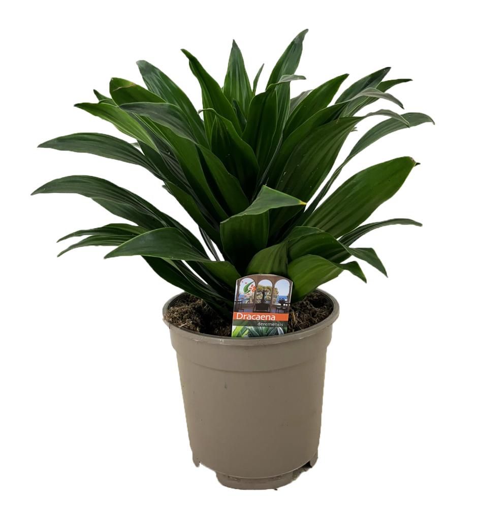 dracaena