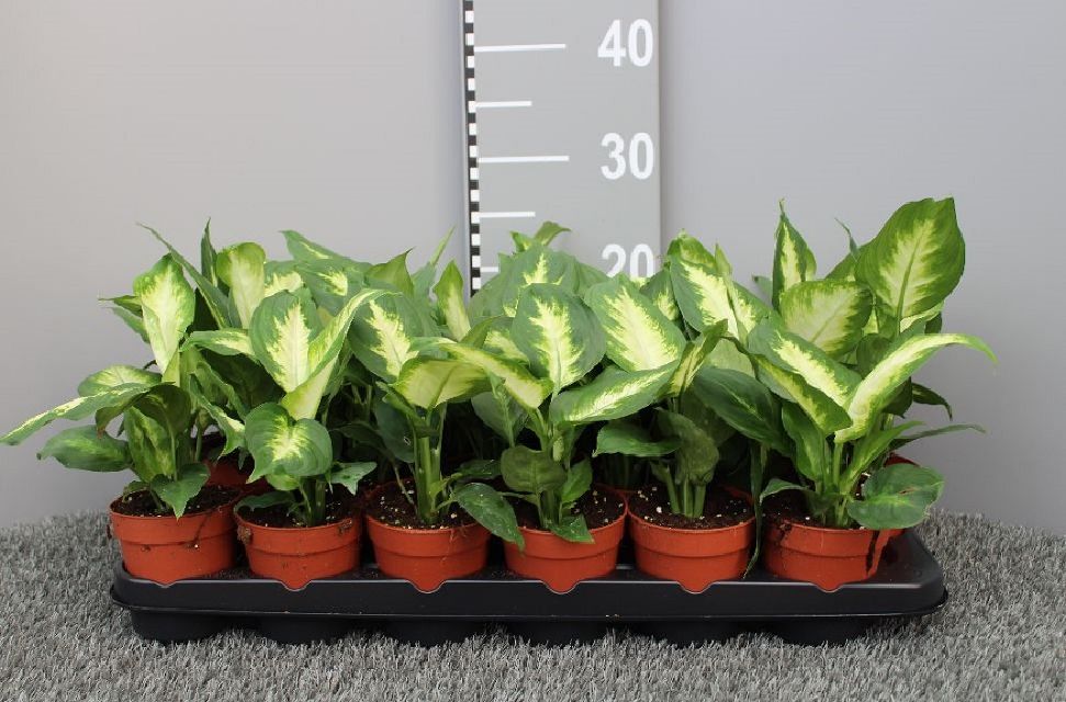 Dieffenbachia