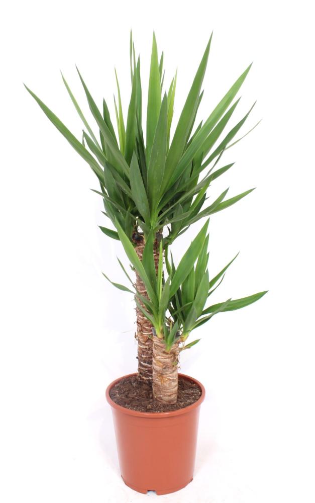 yucca