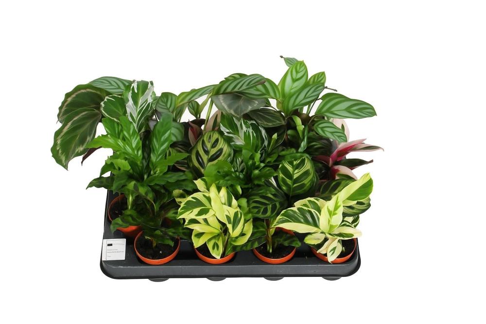 calathea