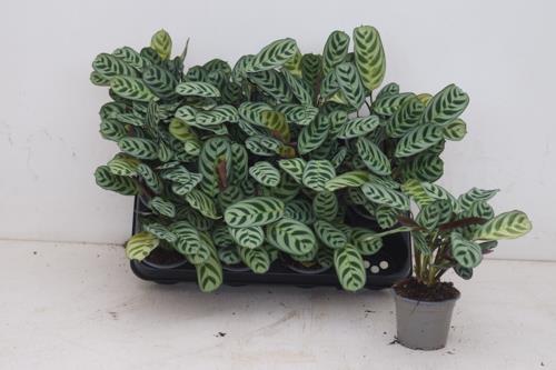 calathea