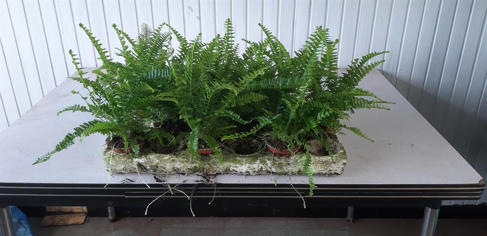 nephrolepis