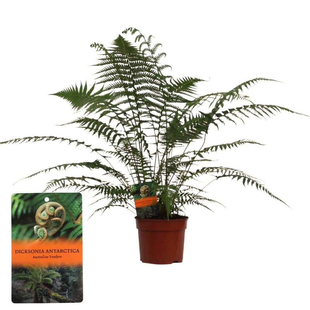 dicksonia
