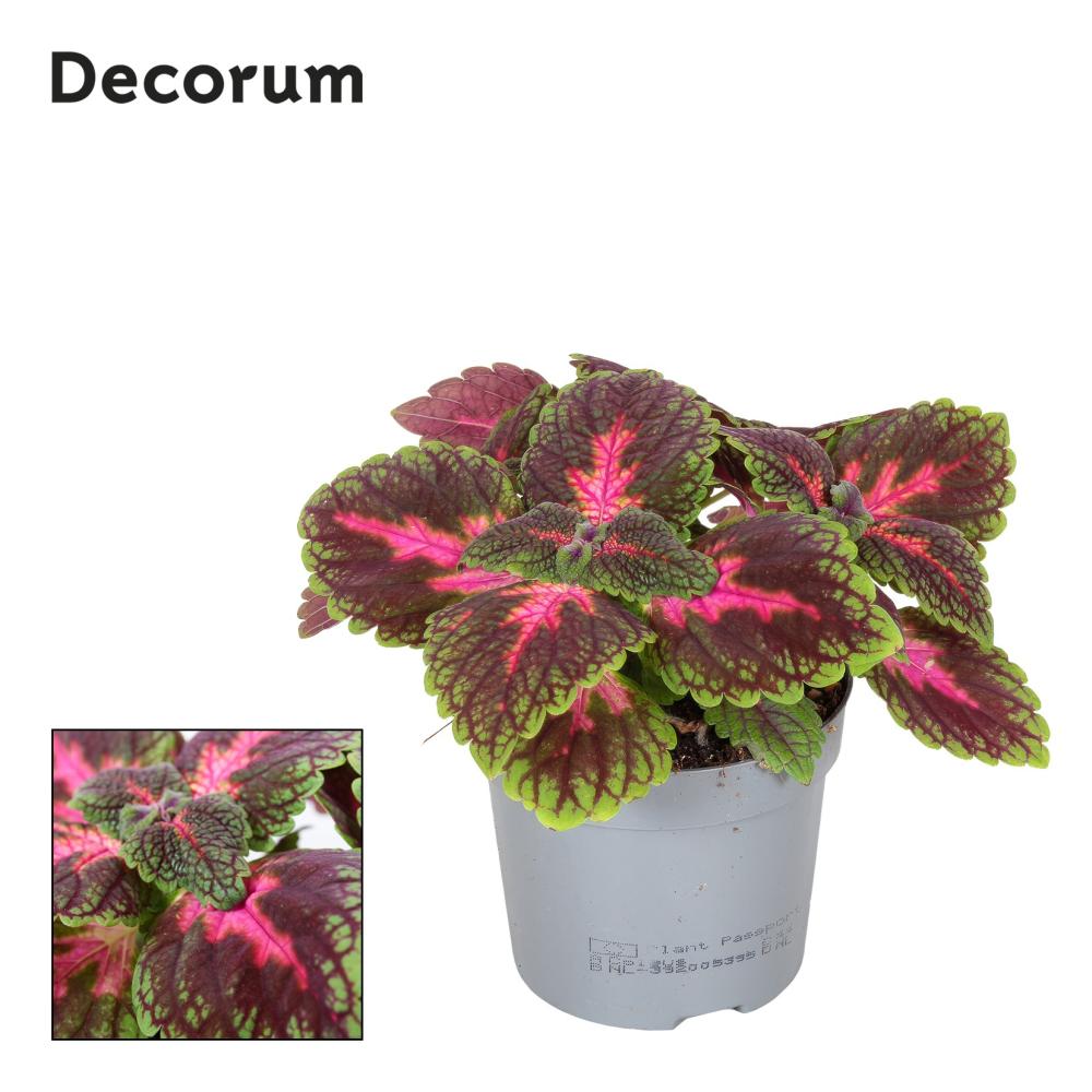 coleus