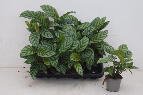 calathea