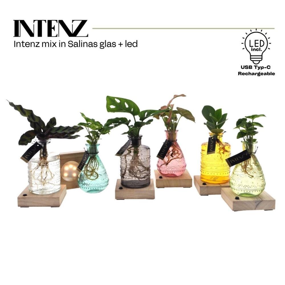 plantes mix