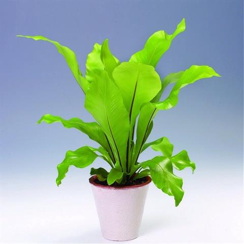 asplenium
