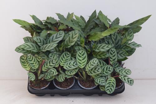 calathea