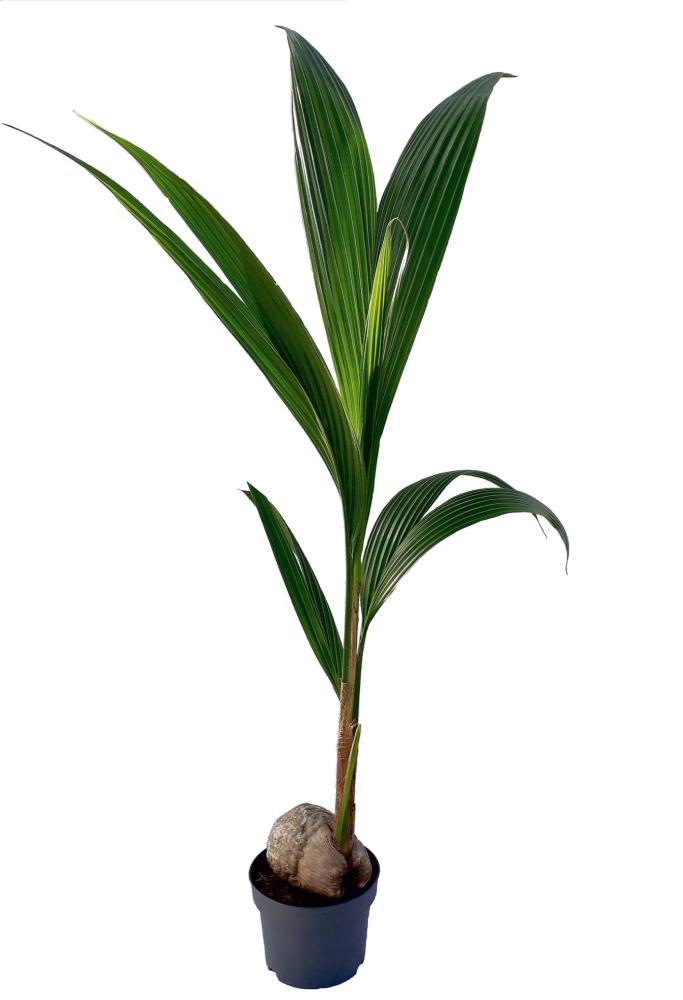 Cocos nucifera