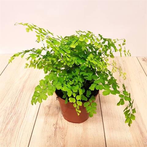 adiantum