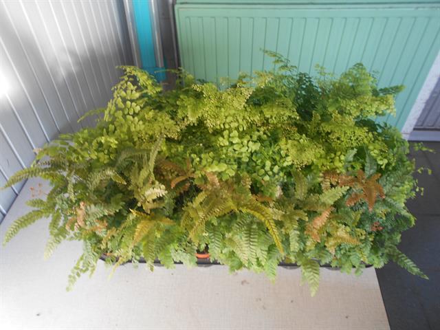 adiantum