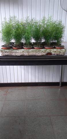 asparagus