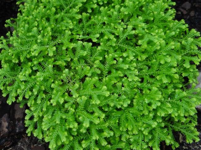 Selaginella