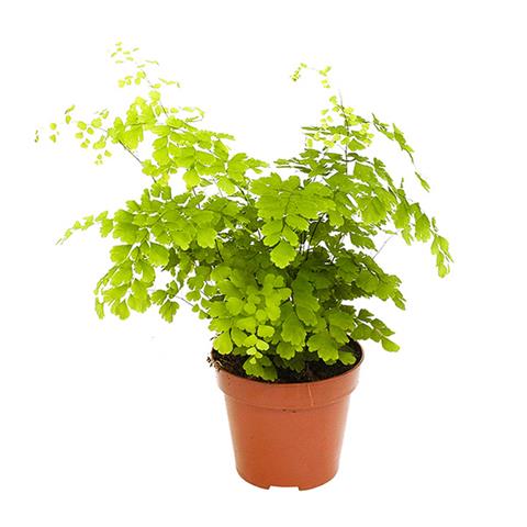 adiantum