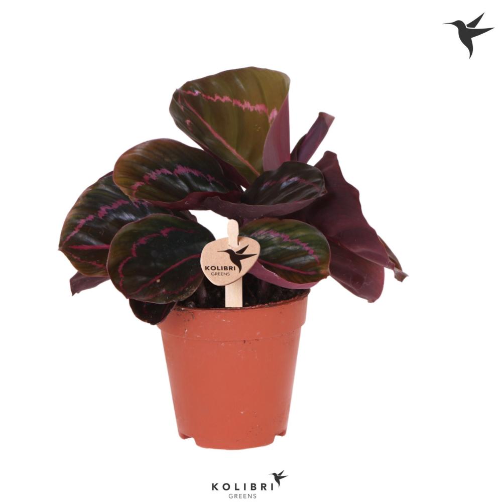 calathea